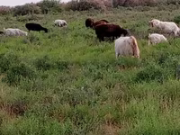 Goat, Goats — photo 2