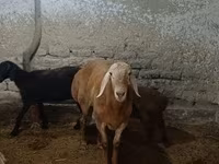Widder, Arashan sheep — Foto 3