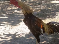 Chickens — photo 2