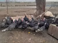 Turkeys — Foto 1