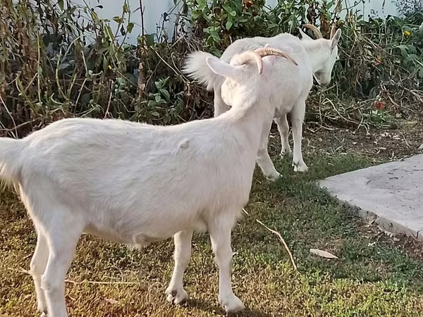 Goat, Saanen goat