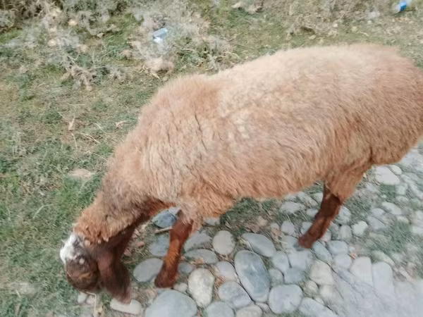 Sheep (batch, sex not specified), Arashan sheep