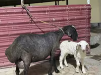 Вівця, Вівці — фото 4