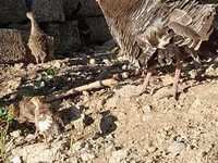 Slovenian Silver Hen — foto 6