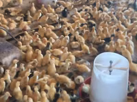 Ducks — foto 2