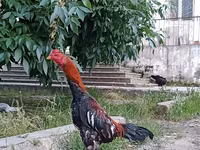 Chickens — photo 4