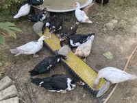 Ducks — 照片 1