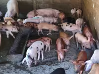 Säue, Schweine — Foto 1