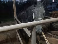 فرس, Budyonny horse — الصورة 6