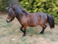 公马, Shetland Pony — 照片 3