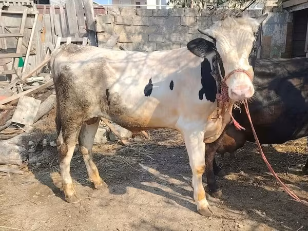 Buğa, Mal-qara — Azərbaycan