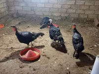 Turkeys — photo 3