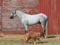 At, Tennessee Walking Horse — foto 2