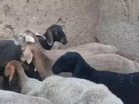 Ovelha, Arashan sheep — foto 3