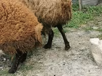Sheep, Sheep — photo 7