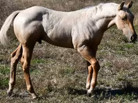 Koń, Quarter Horse — zdjęcie 1