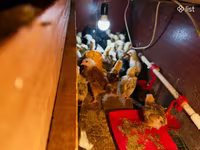 Chickens — foto 8
