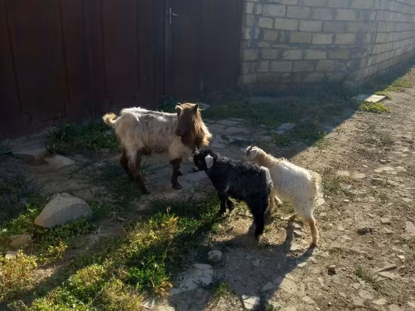 Dişi keçi, Keçilər — Azərbaycan