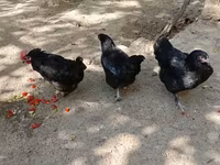 Chickens — foto 5