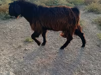 Keçi, Nubian Goat — foto 2