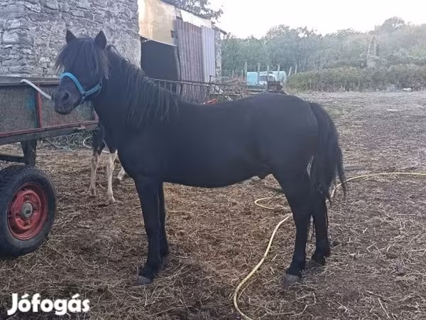 Cavalo, Cavalos