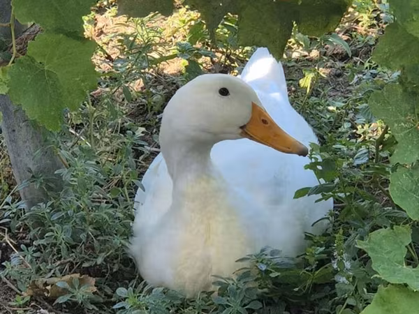 Ducks — Azerbaijan