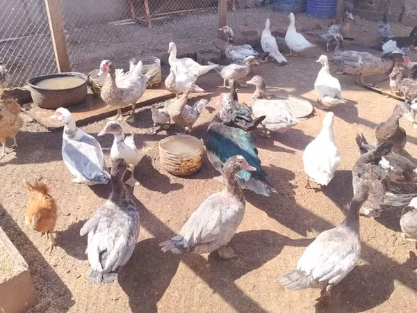 Ducks — Azərbaycan