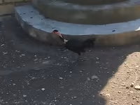 Guinea fowl — foto 2
