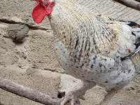 婆罗门鸡 — 照片 5