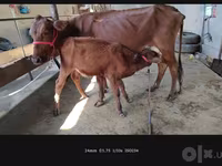 Cow, Cattle — photo 4