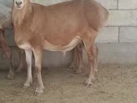 Caballo, Kyrgyz Horse — foto 1