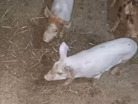 Säue, Schweine — Foto 2