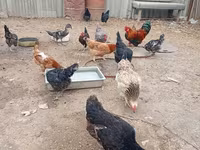 Chickens — Foto 1