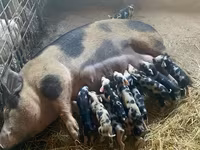 Säue, Schweine — Foto 1