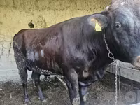 Buğa, Red Estonian cattle — foto 2