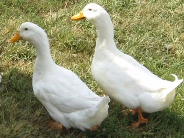 Alman Pekin — Azərbaycan