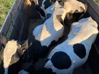 Býk, Russian Black pied cattle — foto 1
