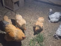 Brahma — Foto 4