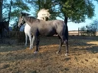 Horse (M), Lipizzaner — photo 3