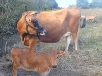 Vaca, Raza Jersey — foto 1