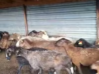 كبش, Adal sheep — الصورة 1