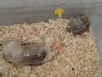 Məhsul: Hamsterlər (uzun tüklü cins) Təsvir: - Şirin, uzun tüklü — фото 2