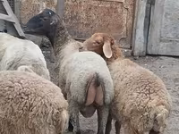Qoç, Qoyunlar — foto 5
