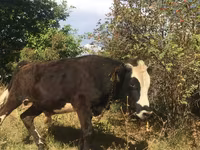Toro, Hereford — foto 1