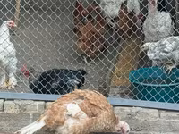 Chickens — Foto 4