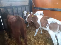 Buğa, Simmental cattle — foto 2