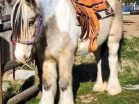 Madyan, Gypsy horse — foto 6