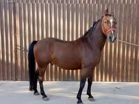 Kůň, Lipizzaner — foto 2