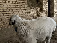 Qoyunlar (partiya, cinsi göstərilməyib), Qoyunlar — foto 4