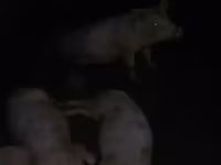 Eber, Schweine — Foto 1